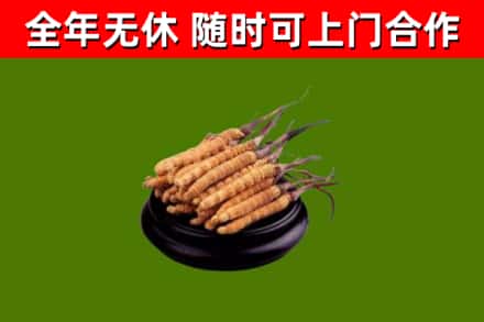 壶关县回收冬虫夏草