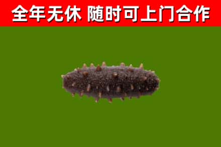 壶关县回收海参干